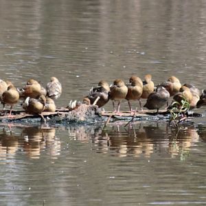 Whistling Ducks and Out-of-Range Freckled Ducks - Hastie's Swamp