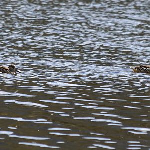 Pink-eared Ducks - Hastie's Swamp