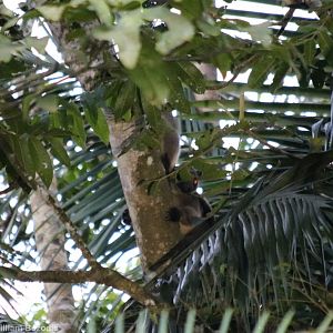Lumholtz Tree Kangaroos - Nerada Tea
