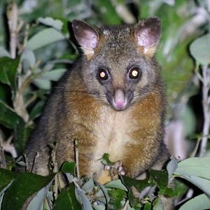 Brushtail Possum Hybrid Coppery and Common? - Halloran's Crater