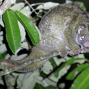 Green Ringtail Possum - Halloran's Crater