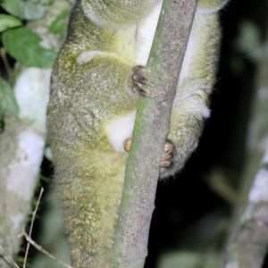 Green Ringtail Possum - Halloran's Crater