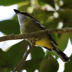 Yellow-breasted Boatbill - Lake Barrine