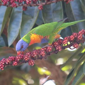 Rainbow Lorikeet - Yungaburra
