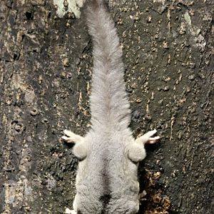 Sugar Glider - Chambers Wildlife Lodge