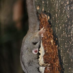 Injured Sugar Glider - Chambers Wildlife Lodge