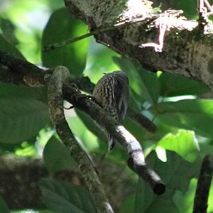 White-throated Treecreeper - Lake Eacham