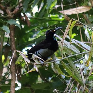 Victoria's Riflebird - Lake Eacham