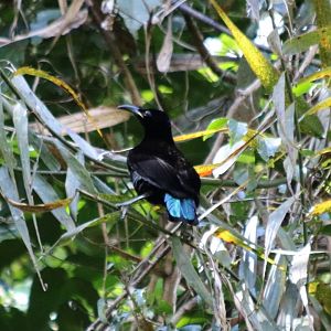 Victoria's Riflebird - Lake Eacham