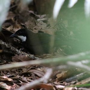 Eastern Whipbird - Lake Eacham