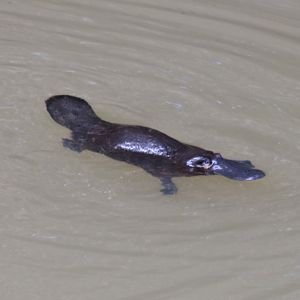 Platypus - Yungaburra