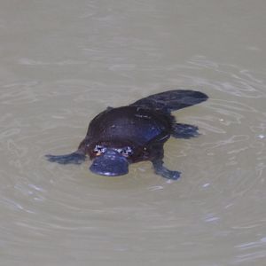 Platypus - Yungaburra