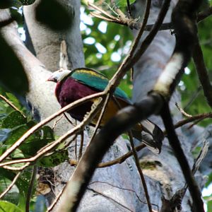 Wompoo Fruit-dove - Lake Eacham