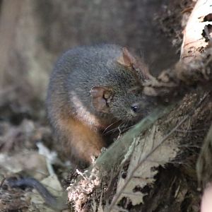 Yellow-footed Antechinus - Lake Eacham