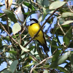 Golden Whistler - Lake Eacham