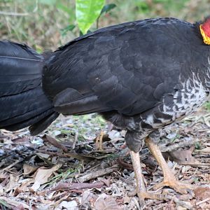 Australian Brush-turkey - Lake Eacham