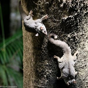 Sugar Gliders - Chambers Wildlife Lodge