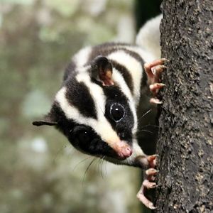 Striped Possum - Chambers Wildlife Lodge