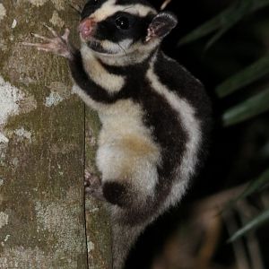 Striped Possum - Chambers Wildlife Lodge