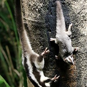 Striped Possum and Sugar Glider - Chambers Wildlife Lodge