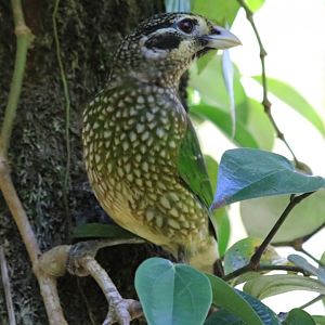 Spotted Catbird - Chambers Wildlife Lodge