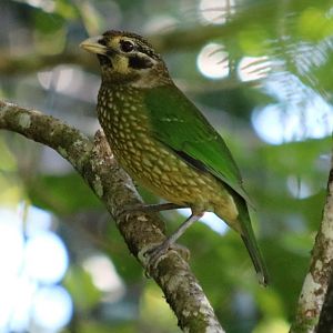 Spotted Catbird - Chambers Wildlife Lodge