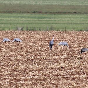 Sarus Cranes