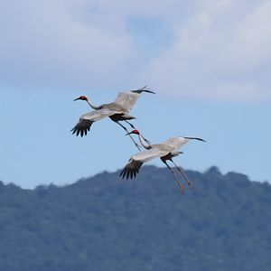 Sarus Cranes