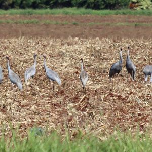 Sarus Cranes
