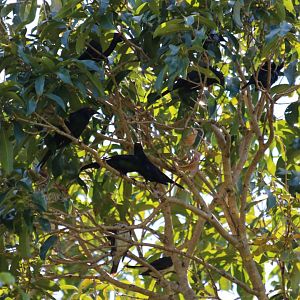 Metallic Starlings, Cairns