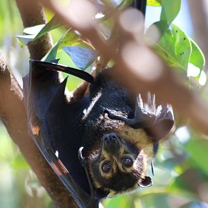 Spectacled Flying Fox, Cairns