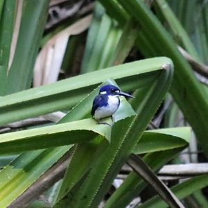 Little Kingfisher, Cairns Botanic Garden