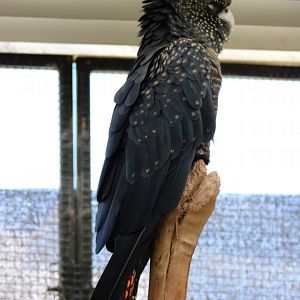 Red-tailed Black-cockatoo