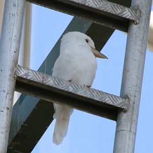 'Snowy' The White Kookaburra