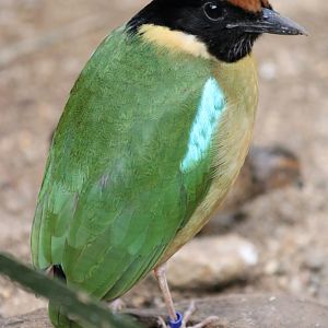 Noisy Pitta