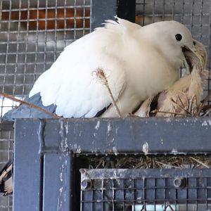 Torresian Imperial Pigeon with Chick