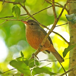 Kondalilla Falls, Sunshine coast, Queensland