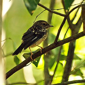 Kondalilla Falls, Sunshine Coast, Queensland