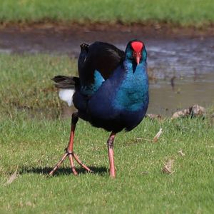 SW Australian Purple Swamphen - Herdsman Lake