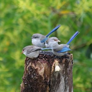 Eclipse and Female Splendid Fairy Wrens - Wungong Gorge