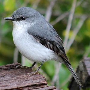 White-breasted Robin - Wungong Gorge