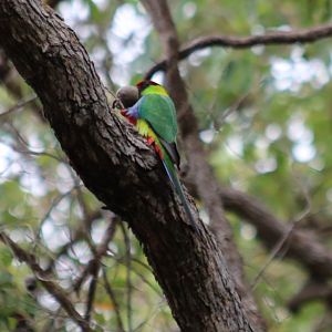 Red-capped Parrot - Wungong Gorge