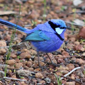 Breeding Plumage Splendid Fairy Wren - Wungong Gorge