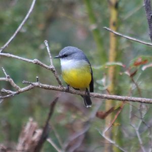 Western Yellow Robin - Wungong Gorge