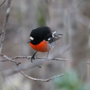 Scarlet Robin - Wungong Gorge
