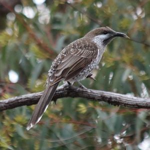 Western Wattlebird - Wungong Gorge