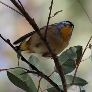 Spotted Pardalote - Wungong Gorge