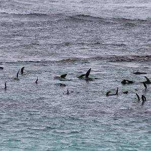 NZ Fur Seals - Rottnest Is