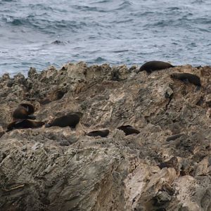 Fur Seal Colony - Rottnest Island
