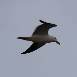 Pacific Gull - Rottnest Island